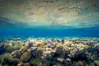 Coral Reef Underwater