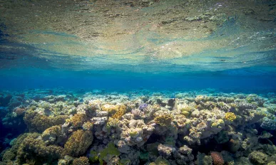 Coral Reef Underwater